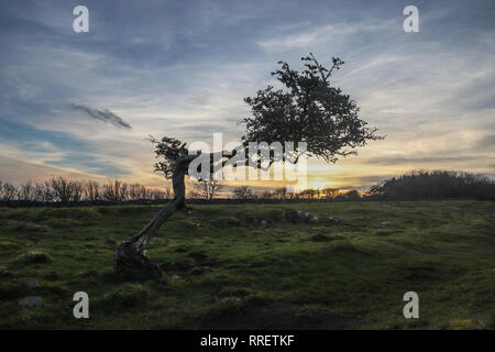 L'aubépine arbre sur un mur d'Hadrien Banque D'Images