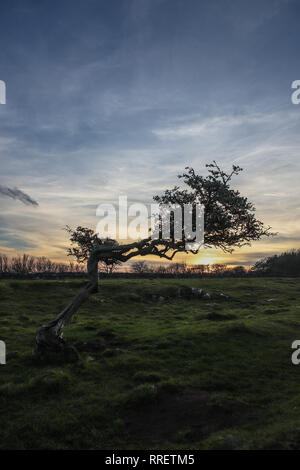 L'aubépine arbre sur un mur d'Hadrien Banque D'Images