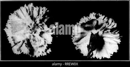 . Les fleuristes [microforme] examen. La floriculture. wr wtt :'r'y'V'r'' :^^ ? = 7T'7"^ » FBBBUABY^' 10, 1921 L'examen les fleuristes 11 nouveaux semis blanc THOMAS C. LA JOIE. Très odorante Excellent Keeper forme parfaite bon expéditeur producteur prolifique aucune tige forte divise blanc pur a été décerné un certificat de mérite à Washington et le deuxième prix pour 100 blcoms Wliite de toute variété. Il est grandi cette saison aux endroits suivants : M. A. Patten &AMP ; Co., Tewksbury. Le Massachusetts : Le Gasser Co., Cleveland, Ohio. ; Poehlmann Bros Co., Morton Grove, 111. Aller le voir en pleine croissance. Leurs lettres parlent d'eux-mêmes Banque D'Images