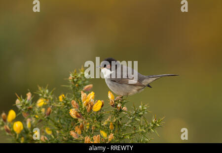 Fauvette sarde (Sylvia melanocephala) dans le Parc Naturel d'Oyambre, Cantabria (Espagne) Banque D'Images