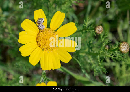 Une seule couronne jaune avec daisy deux escargots sur un pétale avec feuillage flou en arrière-plan Banque D'Images