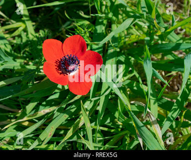 Une seule couronne rouge anemone, fruit d'un champ d'herbes sauvages dans la forêt de ruhama israël Banque D'Images