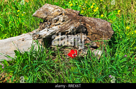 Un journal d'eucalyptus morts dans un pré de fleurs sauvages et les herbes dans l'ouest du Néguev en Israël Banque D'Images