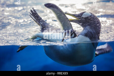 Petit demi-pingouin, tout en s'amusant piscine immergée dans l'eau froide Banque D'Images