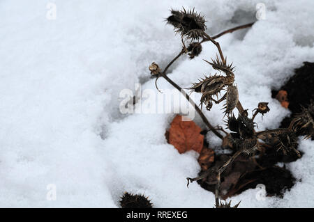 Plantes fanées de Datura stramonium avec les capsules épineuses vide dans le jardin d'hiver de neige Banque D'Images