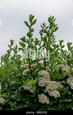 Bouquet de feuilles et de petites fleurs blanches sur les branches de Cotoneaster horizontalis au printemps, Drujba, Sofia, Bulgarie Banque D'Images