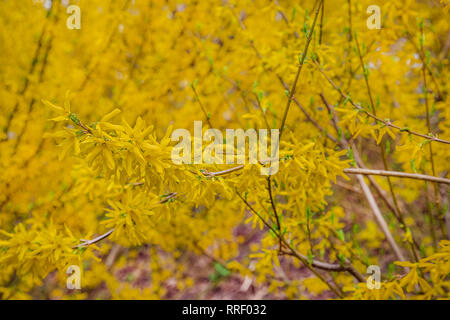 Bush Forsythia arbuste à feuilles caduques d'ornement de jardin d'origine. Forsythia fleurs poussent en face de lui avec de l'herbe bien verte et bleu ciel. Banque D'Images