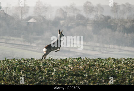 Les chevreuils courir et sauter dans la brume champ avec village et arbres en arrière-plan sur le coucher du soleil. Alarmé par le doe sprints rapides meadow Banque D'Images