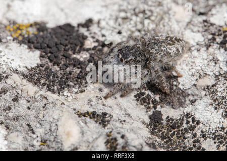 La faune macro photo de Litoria brevipes Banque D'Images