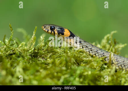 Photo de la faune couleuvre en République Tchèque Banque D'Images