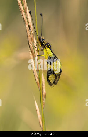 La faune macro photo de owlfly Libelloides macaronius Banque D'Images