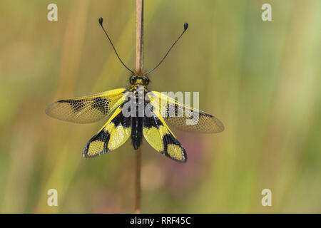 La faune macro photo de owlfly Libelloides macaronius Banque D'Images