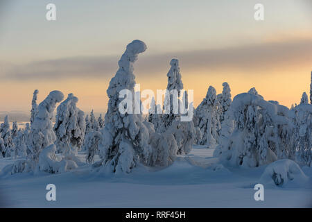 Sapins couverts de neige et de fortes gelées dans le Parc National de Riisitunturi, Kuusamo, Finlande Banque D'Images