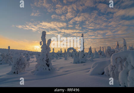 Sapins couverts de neige et de fortes gelées, nuages rouge pendant le coucher du soleil, dans le Parc National de Riisitunturi, Kuusamo, Finlande Banque D'Images