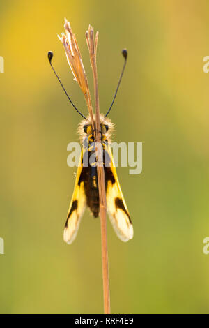 La faune macro photo de owlfly Libelloides macaronius Banque D'Images