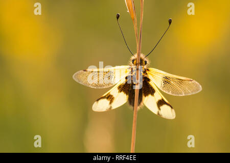 La faune macro photo de owlfly Libelloides macaronius Banque D'Images