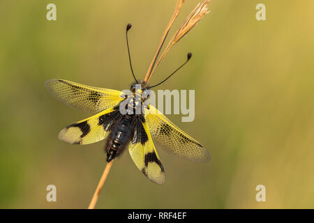 La faune macro photo de owlfly Libelloides macaronius Banque D'Images