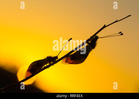 La faune macro photo de owlfly Libelloides macaronius Banque D'Images