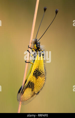 La faune macro photo de owlfly Libelloides macaronius Banque D'Images