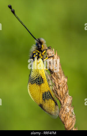 La faune macro photo de owlfly Libelloides macaronius Banque D'Images