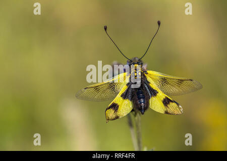 La faune macro photo de owlfly Libelloides macaronius Banque D'Images