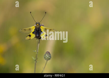 La faune macro photo de owlfly Libelloides macaronius Banque D'Images