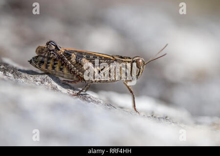 La faune macro photo du criquet italien Calliptamus italicus Banque D'Images