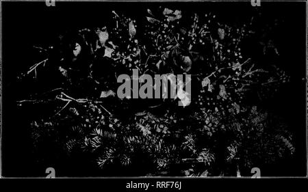 . Les fleuristes [microforme] examen. La floriculture. 36 Le Rorists' Review 9 décembre 1820. Christinas voûte formée par couronne de Pines aux fruits rouges et quelques roses rouges. pines à placer au centre de la table. Dans le centre de c'est un petit bateau qu'ils remplissent avec quelques branches de houx ou fruits rouges ou avec des roses rouges, deux ou trois courtes edition- settias ou une demi-douzaine d'œillets rouges. Si nous devrions faire une telle décoration il serait satisfaisant pour eux, car nous devrions avoir à faire payer un prix plus élevé qu'il est réellement en valeur sur le compte de l'immense quantité de travail que nous avons d Banque D'Images