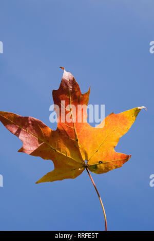 Close-up d'une rouge et jaune - Feuille d'érable Acer contre un fond de ciel bleu à l'automne Banque D'Images