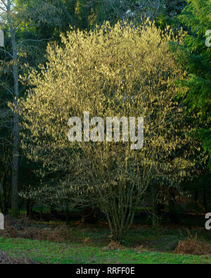 Noisetier commun Corylus avellana avec chatons au printemps. Banque D'Images