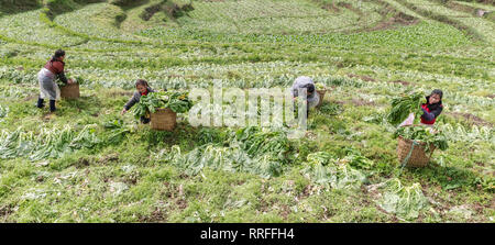 Chongqing, Chongqing, Chine. Feb 25, 2019. Chongqing, Chine-paysans légumes salés processus dans le sud-ouest de l'ChinaÃ¢â€ Chongqing Crédit : SIPA Asia/ZUMA/Alamy Fil Live News Banque D'Images