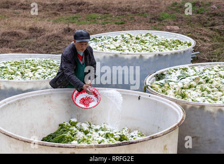 Chongqing, Chongqing, Chine. Feb 25, 2019. Chongqing, Chine-paysans légumes salés processus dans le sud-ouest de l'ChinaÃ¢â€ Chongqing Crédit : SIPA Asia/ZUMA/Alamy Fil Live News Banque D'Images