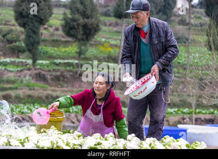 Chongqing, Chongqing, Chine. Feb 25, 2019. Chongqing, Chine-paysans légumes salés processus dans le sud-ouest de l'ChinaÃ¢â€ Chongqing Crédit : SIPA Asia/ZUMA/Alamy Fil Live News Banque D'Images