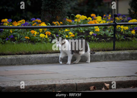 Londres, Royaume-Uni. Feb 26, 2019. Larry, le Chat marche de Downing Street jusqu'à la route de fleurs colorées passées alors que les ministres arrivent pour leur réunion hebdomadaire du cabinet au 10 Downing Street à Londres. Credit : Keith Larby/Alamy Live News Banque D'Images