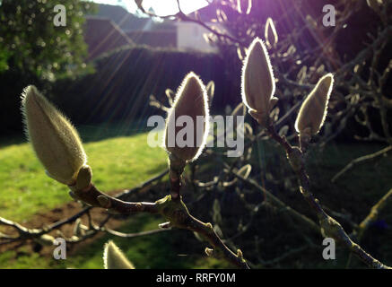 Thaxted Essex England, UK. Feb 26, 2019. Les bourgeons de Magnolia sur le point d'ouvrir au début de l'hiver exceptionnellement doux Février météo à Thaxted Essex England UK. Crédit : BRIAN HARRIS/Alamy Live News Banque D'Images