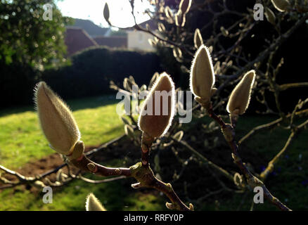 Thaxted Essex England, UK. Feb 26, 2019. Les bourgeons de Magnolia sur le point d'ouvrir au début de l'hiver exceptionnellement doux Février météo à Thaxted Essex England UK. Crédit : BRIAN HARRIS/Alamy Live News Banque D'Images