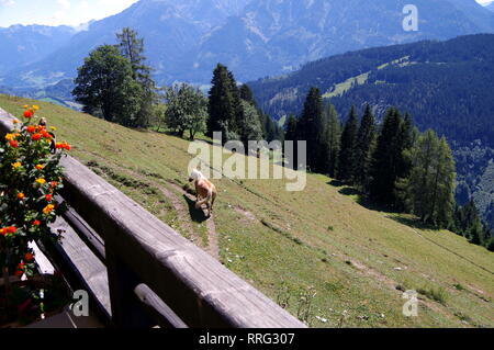 Paysage majestueux en Autriche avec des montagnes et des forêts et prairies Banque D'Images