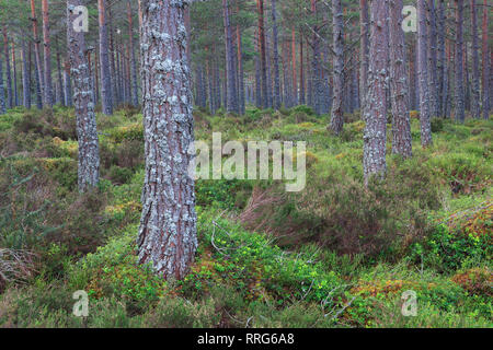 La botanique, le pin sylvestre, Pinus sylvestris, le Parc National de Cairngorms, en Écosse, à Additional-Rights Clearance-Info-Not-Available Banque D'Images