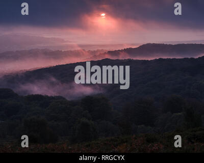 Percer les nuages, le soleil ajoute une teinte rose à lourde brume sur Yarner Bois, Dartmoor National Park, Bovey Tracey, Devon, Angleterre, Royaume-Uni Banque D'Images