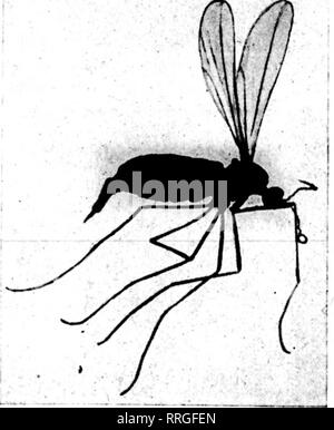 . Les fleuristes [microforme] examen. La floriculture. wr wr-^•• T," 16 La revue^ Fleuristes JuNB 17, 1920. classe de parties de trois membres. Ils ont été découverts tout l'hiver et le sol était gelé à une profondeur de plusieurs pieds, mais ce printemps, lorsque la croissance a repris, le moucheron était juste sur l'emploi, preuve apparente que la congélation ne pas nettoyer les. Recours approprié. La fumigation dans n'importe quelle forme, que le gaz ou le tabac, doit être maintenu afin que 'e ?"^poisonou8 fumées sont dans l'atmosphère tout le temps, aussi longtemps qu'il y a un moucheron à votre place, de sorte que l'in- stant le moucheron émerge fro Banque D'Images