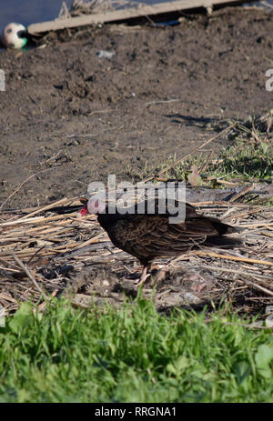 Urubu se nourrit de racoon morts le long du ruisseau d'Alameda, Union City, Californie Banque D'Images
