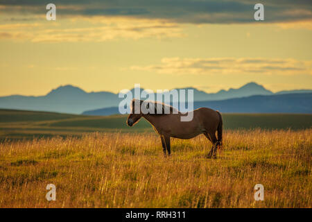 Cheval islandais dans un champ près de Hella, Sudhurland, Islande. Banque D'Images