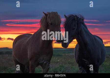 Paire de chevaux Islandais au coucher du soleil. Hella, Sudhurland, Islande. Banque D'Images