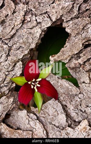 Trille rouge (Trillium erectum) dans l'écorce, Ruby, Michigan, USA, Amérique du Nord Banque D'Images