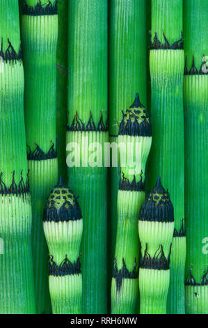 / Rush à récurer Prêle (Equisetum hyemale) affine nature modèle de tiges végétales, sentier du ruisseau de peinture, Rochester, Michigan, USA, Amérique du Nord Banque D'Images