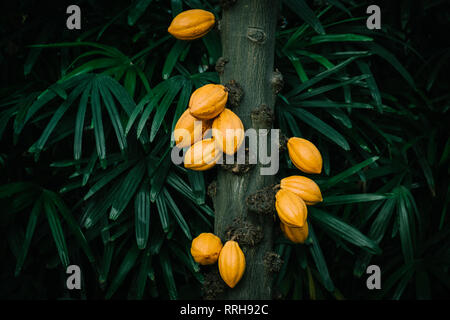 Dans le cacaoyer serre tropicale Banque D'Images