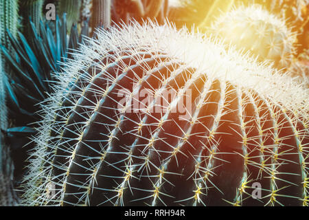 Cactus Echinocereus émeraude sur l'arrière-plan flou Banque D'Images