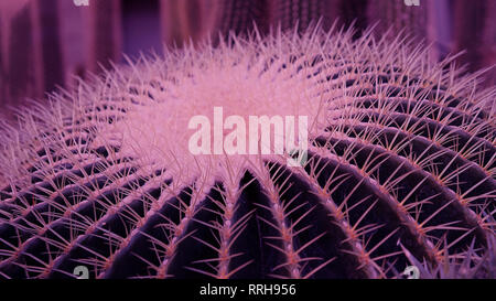 Cactus création naturelle texture.Close-up .concept Ultraviolet Banque D'Images