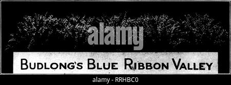 . Les fleuristes [microforme] examen. La floriculture. 38 J'il^ JANUABX Fleuristes Examen 13, 1921 .^. De NOUVEAU EN STOCK IMPORTANT RUSSELL PREMIER MINISTRE DE LA Colombie-britannique, MILADY HEARST OPHELIA Elxcellent SUNBURST DOUBLE BLANC PAPILLON Roses CRUSADER Killarney Nous avons la seule alimentation de la Nesbit Rose sur ce marché les ŒILLETS "^^^ bonne récolte y compris les meilleurs Mme C. W. Ward sur ce marché, sans exception, les jonquilles, tulipes, Marguerites, jacinthes Romain Calendulas, les petits pois, de violette, de lis de Pâques, Callas, papier blanc, jaune narcisses, Stevia, pensées et toutes les autres fleurs de saison. Fougères, Adiantum, mexicains, Ivy Plumo Banque D'Images