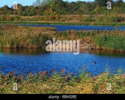 Vue sur les zones humides à St Aidan's Nature Park près de Leeds, West Yorkshire, Angleterre Banque D'Images